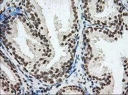 CYP1A2 Monoclonal Antibody (OTI8F1), TrueMAB , OriGene 30 &mu;L; Unconjugated:Antibodies,