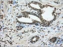 CYP1A2 Monoclonal Antibody (OTI8F1), TrueMAB , OriGene 30 &mu;L; Unconjugated:Antibodies,
