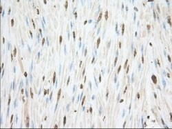 CYP1A2 Monoclonal Antibody (OTI8F1), TrueMAB , OriGene 30 &mu;L; Unconjugated:Antibodies,