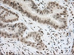 CYP1A2 Monoclonal Antibody (OTI8F1), TrueMAB , OriGene 30 &mu;L; Unconjugated:Antibodies,