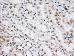 CYP1A2 Monoclonal Antibody (OTI8F1), TrueMAB , OriGene 30 &mu;L; Unconjugated:Antibodies,