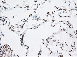 CYP1A2 Monoclonal Antibody (OTI8F1), TrueMAB , OriGene 30 &mu;L; Unconjugated:Antibodies,