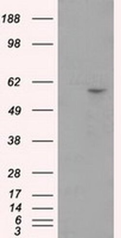 CYP1A2 Monoclonal Antibody (OTI1H3), TrueMAB , OriGene 30 &mu;L; Unconjugated:Antibodies,