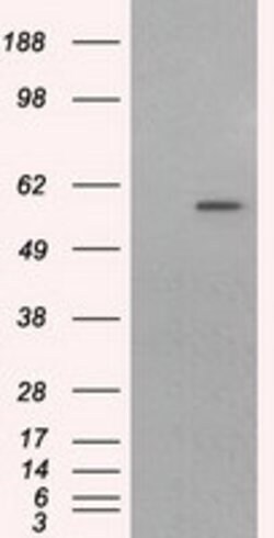 CYP1A2 Mouse anti-Human, Clone: OTI6E2, lyophilized, TrueMAB 100 &mu;g;