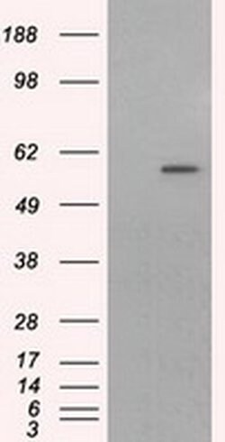 CYP1A2 Mouse anti-Human, Clone: OTI6E2, liquid, TrueMAB 100 &mu;L; Unconjugated:Antibodies,
