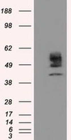 CYP1A2 Monoclonal Antibody (OTI7D12), TrueMAB , OriGene 30 &mu;L; Unconjugated:Antibodies,