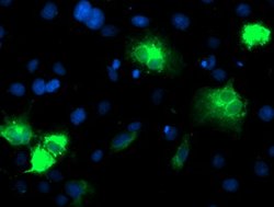 CYP2A6 Mouse anti-Human, Clone: OTI2A8, lyophilized, TrueMAB 100 &mu;g;