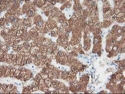 CYP2A6 Mouse anti-Human, Clone: OTI2A8, lyophilized, TrueMAB 100 &mu;g;
