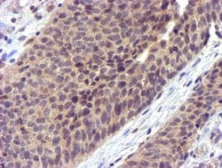 CYP2A6 Monoclonal Antibody (OTI9G3), TrueMAB , OriGene:Antibodies:Primary