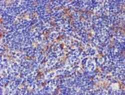 CYP2A6 Monoclonal Antibody (OTI9G3), TrueMAB , OriGene 30 &mu;L; Unconjugated:Antibodies,