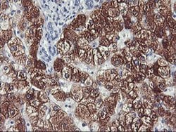 CYP2A6 Monoclonal Antibody (OTI9G3), TrueMAB , OriGene 30 &mu;L; Unconjugated:Antibodies,