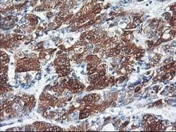 CYP2C9 Mouse anti-Human, Clone: OTI2C8, lyophilized, TrueMAB 100 &mu;g;