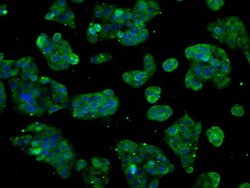 CYP2E1 Mouse anti-Human, Clone: OTI5F11, lyophilized, TrueMAB 100 &mu;g;