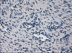 CYP2E1 Mouse anti-Human, Clone: OTI5F11, lyophilized, TrueMAB 100 &mu;g;