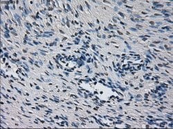 CYP2E1 Mouse anti-Human, Clone: OTI5F11, liquid, TrueMAB 100 &mu;L; Unconjugated:Antibodies,