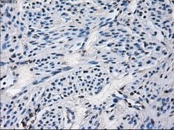 CYP2E1 Mouse anti-Human, Clone: OTI5F11, lyophilized, TrueMAB 100 &mu;g;