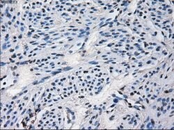 CYP2E1 Mouse anti-Human, Clone: OTI5F11, liquid, TrueMAB 100 &mu;L; Unconjugated:Antibodies,