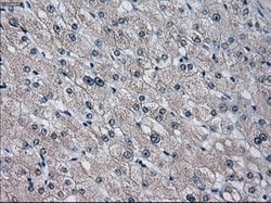 CYP2E1 Mouse anti-Human, Clone: OTI5F11, lyophilized, TrueMAB 100 &mu;g;
