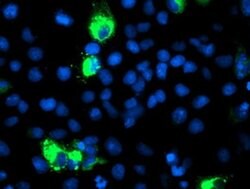 CYP2J2 Monoclonal Antibody (OTI2A9), TrueMAB , OriGene:Antibodies:Primary