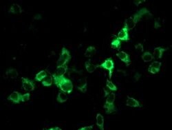 CYP2J2 Mouse anti-Human, Clone: OTI4B9, lyophilized, TrueMAB 100 &mu;g;