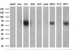 CYP2J2 Monoclonal Antibody (OTI3A7), TrueMAB , OriGene 100 &mu;L; Unconjugated:Antibodies,