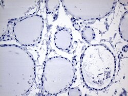 CYTH4 Mouse anti-Human, Clone: OTI4A5, liquid, TrueMAB 100 &mu;L; Unconjugated:Antibodies,