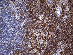 CYTH4 Mouse anti-Human, Clone: OTI4A5, liquid, TrueMAB 100 &mu;L; Unconjugated:Antibodies,