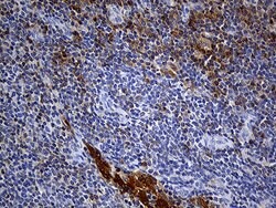 CYTH4 Mouse anti-Human, Clone: OTI4A5, liquid, TrueMAB 100 &mu;L; Unconjugated:Antibodies,