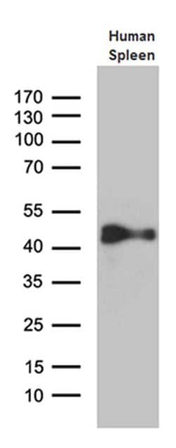 CYTH4 Mouse anti-Human, Clone: OTI4A5, liquid, TrueMAB 100 &mu;L; Unconjugated:Antibodies,