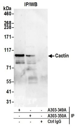 Cactin Rabbit anti-Human, Polyclonal, Bethyl Laboratories 10 &mu;L; Unconjugated:Antibodies,