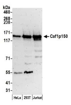 Caf1p150 Polyclonal Antibody, Bethyl Laboratories:Antibodies:Primary Antibodies