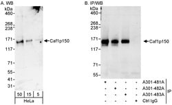 Caf1p150 Rabbit anti-Human, Polyclonal, Bethyl Laboratories 100 &mu;L;