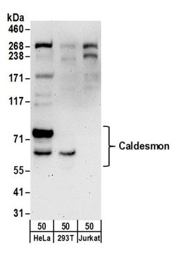 Caldesmon Rabbit anti-Human, Polyclonal, Bethyl Laboratories 100 &mu;L;