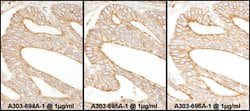 Calnexin Rabbit anti-Human, Polyclonal, Bethyl Laboratories 100 &mu;L;