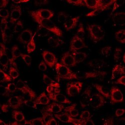 Calnexin Monoclonal Antibody (AF18), Invitrogen&trade;