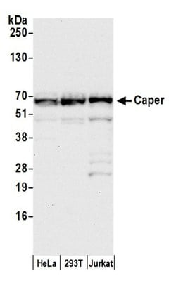 Caper Polyclonal Antibody, Bethyl Laboratories 20 &mu;l; Unlabeled:Antibodies,