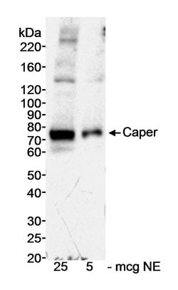 Caper Polyclonal Antibody, Bethyl Laboratories 20 &mu;L; Unconjugated:Antibodies,