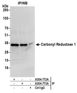 Carbonyl Reductase 1/CBR1 Rabbit anti-Human, Polyclonal, Bethyl Laboratories