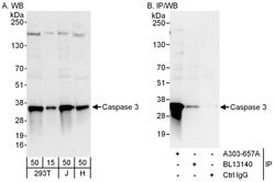Caspase 3 Rabbit anti-Human, Polyclonal, Bethyl Laboratories 100 &mu;L;