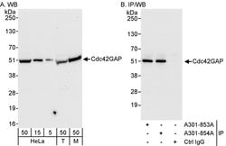 Cdc42GAP Rabbit anti-Human, Mouse, Polyclonal, Bethyl Laboratories 100