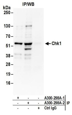Chk1 Rabbit anti-Human, Polyclonal, Bethyl Laboratories 100 &mu;L; Unconjugated:Antibodies,