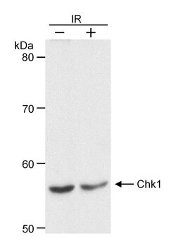 Chk1 Goat anti-Human, Polyclonal, Bethyl Laboratories 100 &mu;L; Unconjugated:Antibodies,