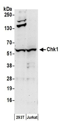Chk1 Polyclonal Antibody, Bethyl Laboratories 20 &mu;L; Unconjugated:Antibodies,