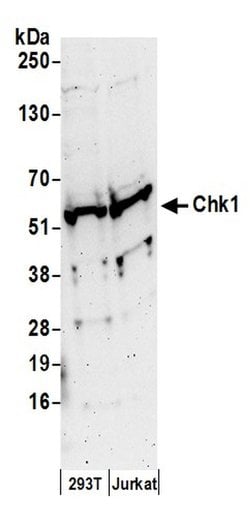 Chk1 Polyclonal Antibody, Bethyl Laboratories:Antibodies:Primary Antibodies