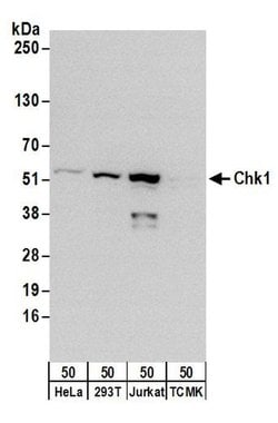 Chk1 Rabbit anti-Human, Polyclonal, Bethyl Laboratories 100 &mu;L; Unconjugated:Antibodies,