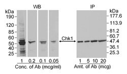 Chk1 Goat anti-Human, Polyclonal, Bethyl Laboratories 100 &mu;L; Unconjugated:Antibodies,