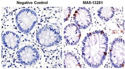 Chromogranin A Monoclonal Antibody (PHE5), Invitrogen 500 &mu;L; Unconjugated:Antibodies,