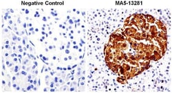 Chromogranin A Monoclonal Antibody (PHE5), Invitrogen 500 &mu;L; Unconjugated:Antibodies,