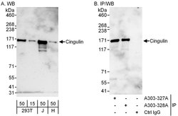 Cingulin Rabbit anti-Human, Polyclonal, Bethyl Laboratories 100 &mu;L;