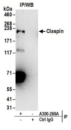 Claspin Rabbit anti-Human, Polyclonal, Bethyl Laboratories 10 &mu;L; Unconjugated:Antibodies,